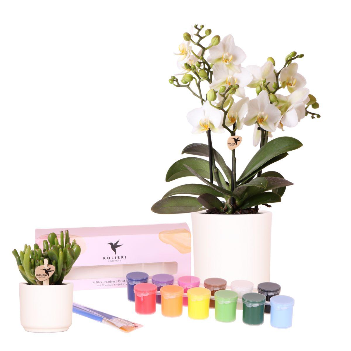 Kolibri Creatives | Malset zum Bemalen von 8 Blumentöpfen + Orchideen und Sukkulenten | Für mindestens 4 Personen | Kreativer Visionär