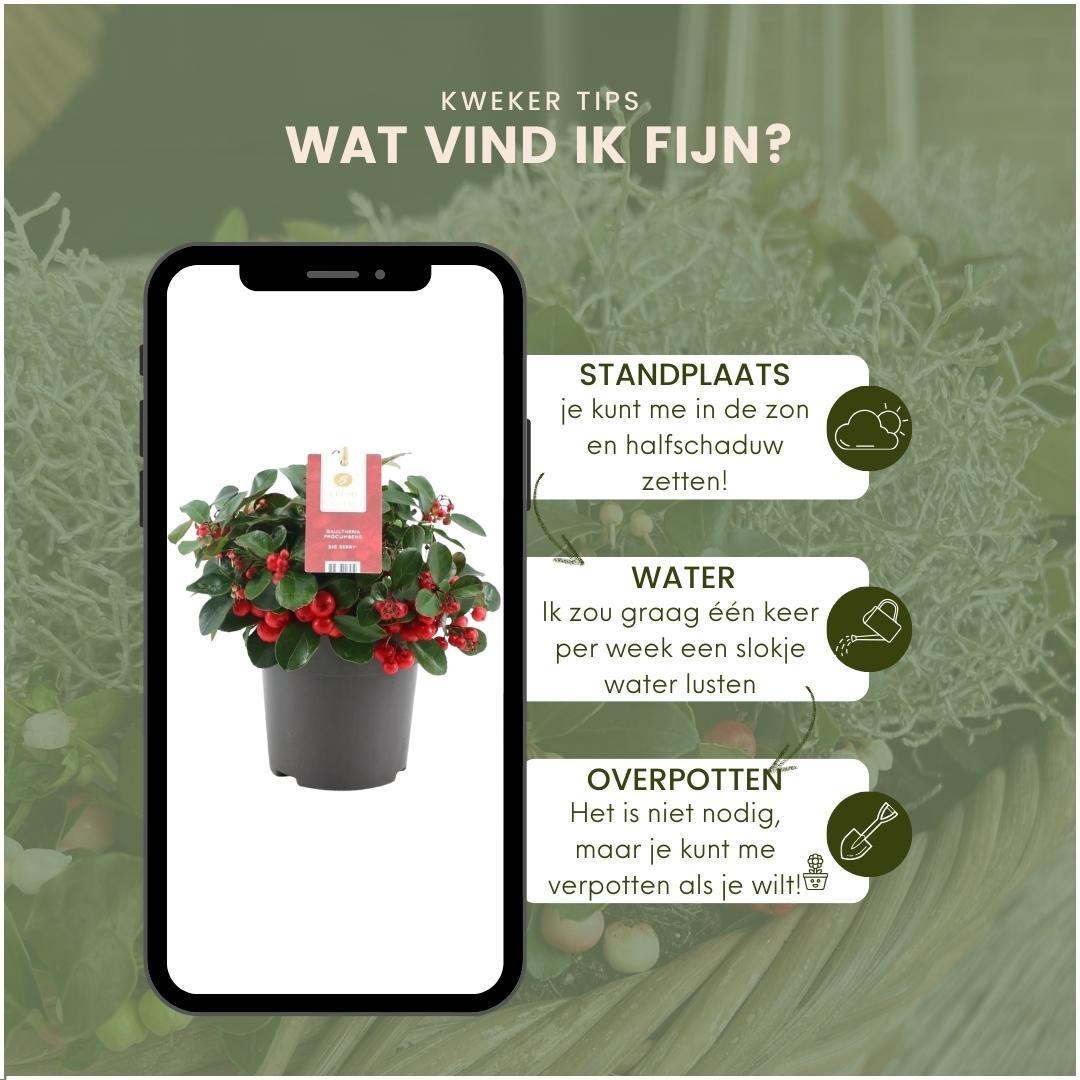 Winterwunderland mix set - 3 x Gaultheria + 3x Calocephalus - Ø 10 cm ↨ 15 cm