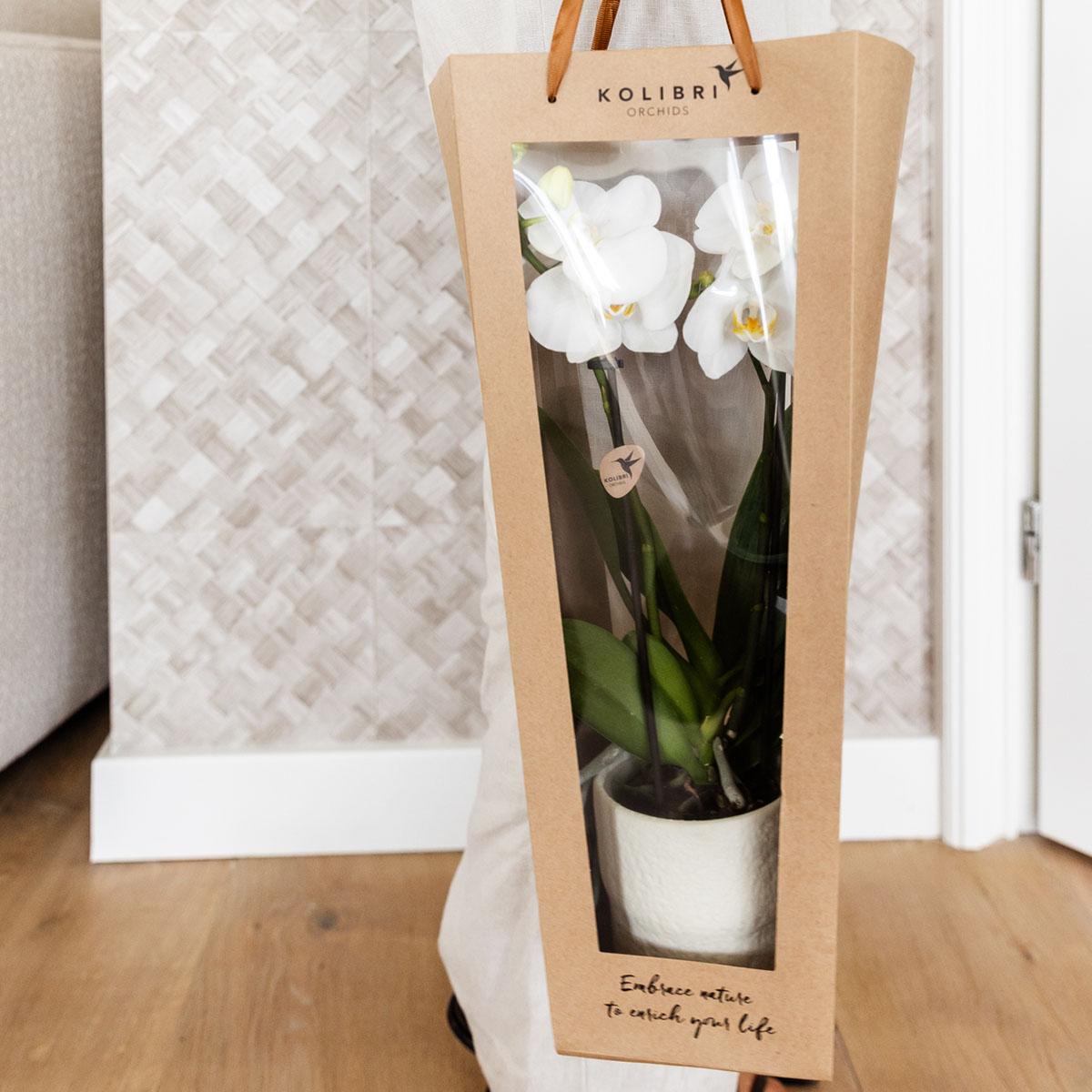 Kolibri Company | Geschenktasche für Orchidee mit dekorativem Topf 9cm