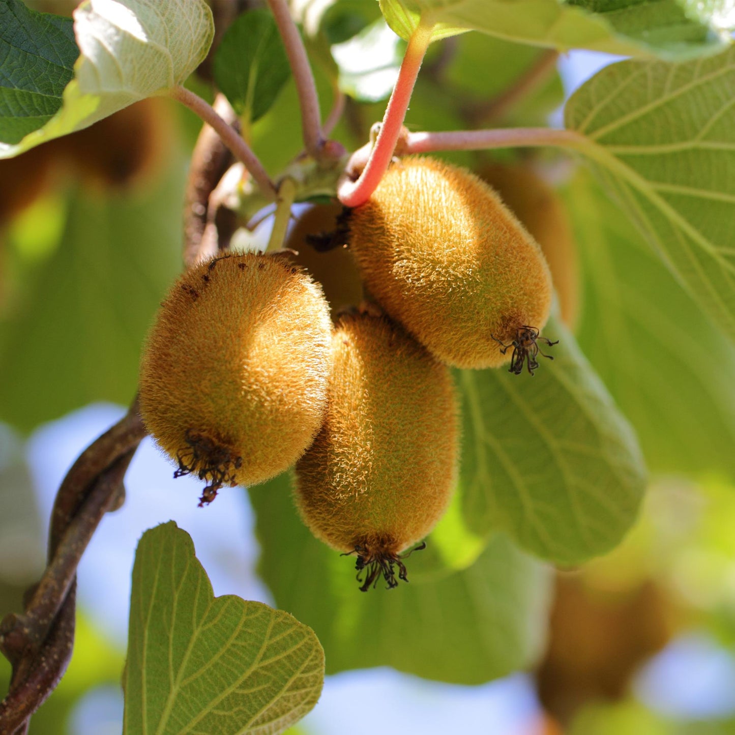 GreenboutiQ - Obstpflanze - Gelbe Kiwi - Actinidia deliciosa Golden Kiwi - Gelbe Frucht - 2 Pflanzen - Topf 15cm Höhe 50cm