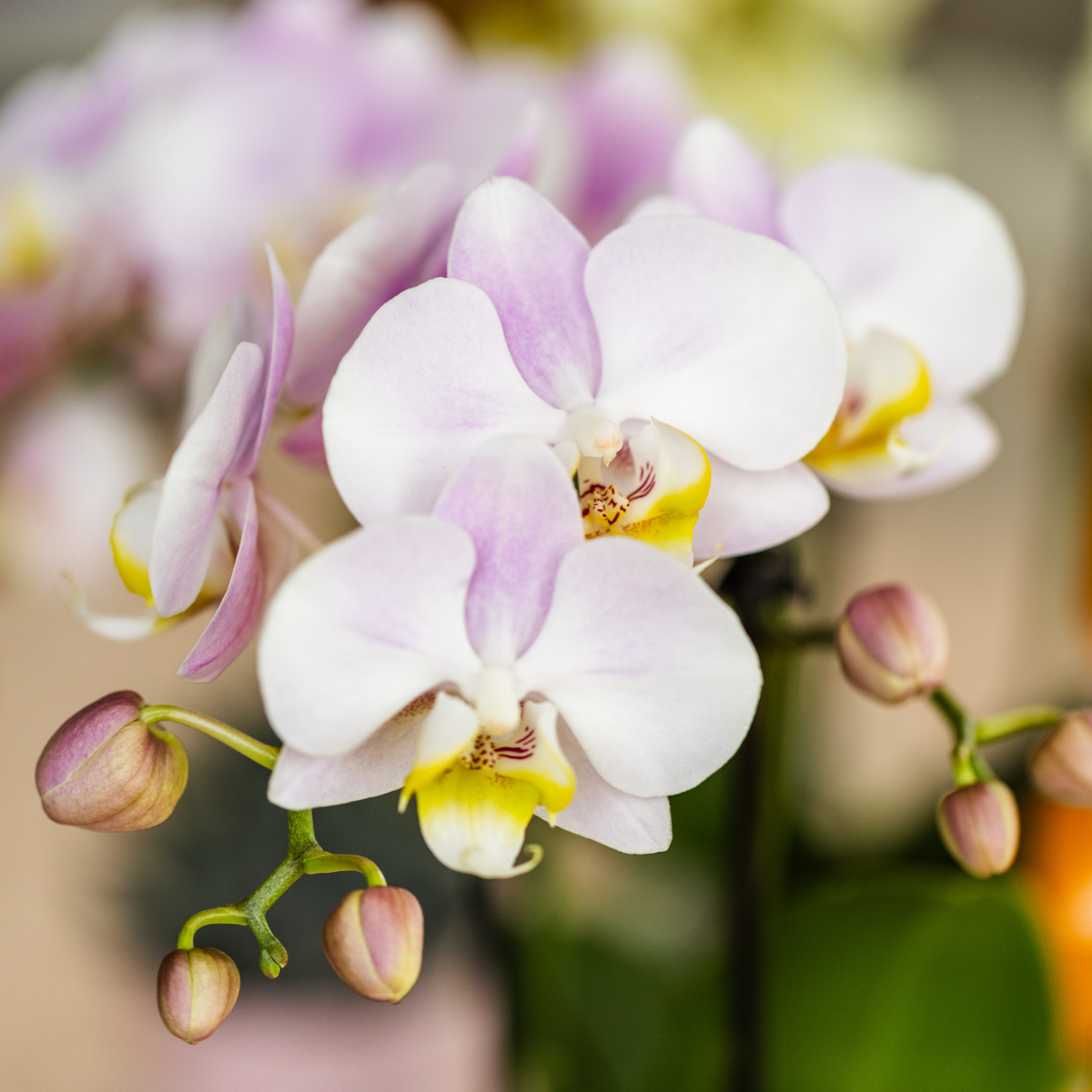 Kolibri Orchids | Rosa Phalaenopsis Orchidee Portugal + Mosa Ziertopf Rosa - Topfgröße Ø9cm | Blühende Zimmerpflanze - Frisch vom Züchter
