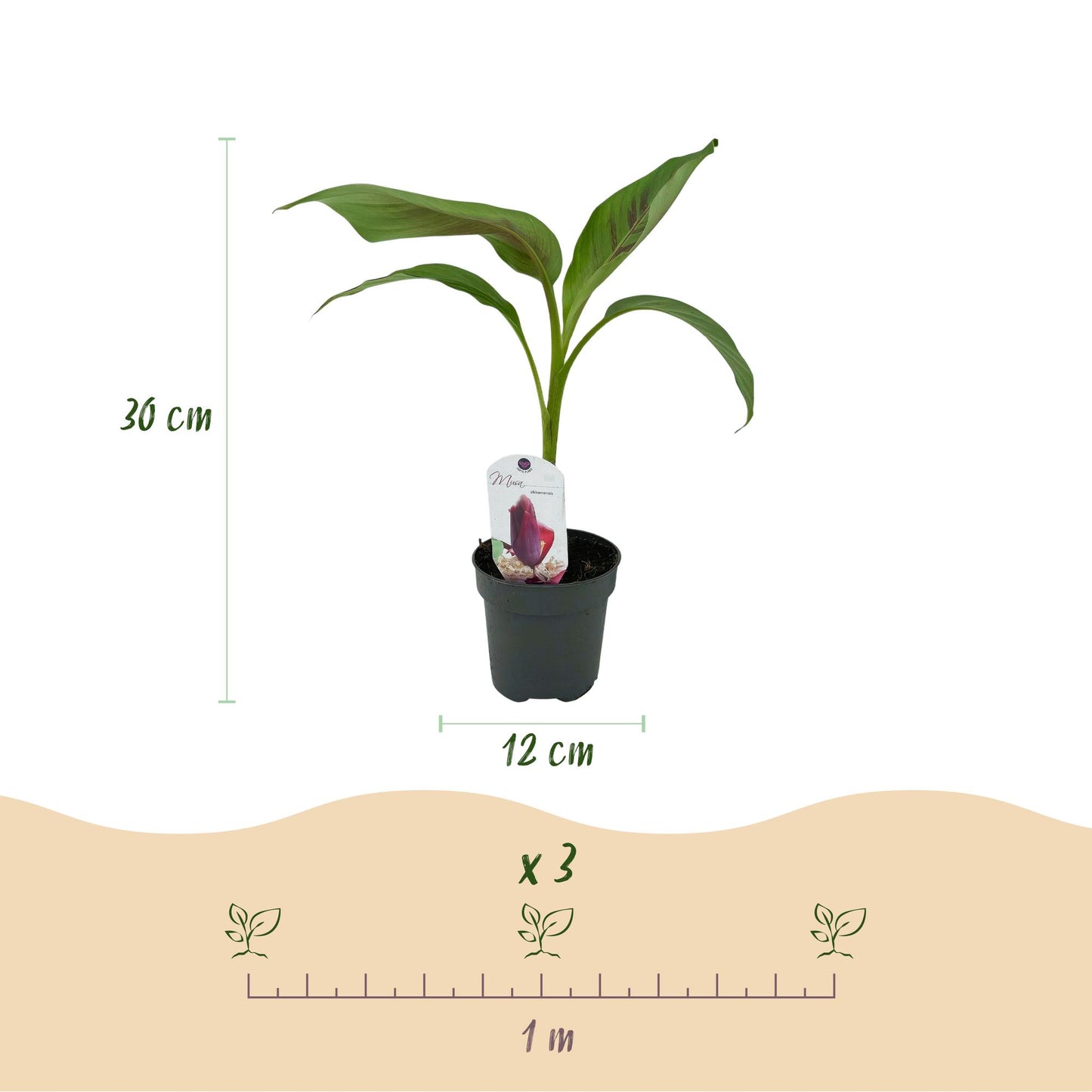 GreenboutiQ - Obstpflanze - Bananenpflanze - Musa sikkemensis Red Tiger - Winterhart - 2 Pflanzen - Topf 12cm Höhe 30cm