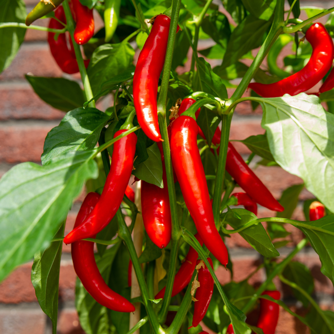 Gemüse pflücken - Rote Paprikapflanze - Ø 14 cm - ↨ 45 cm