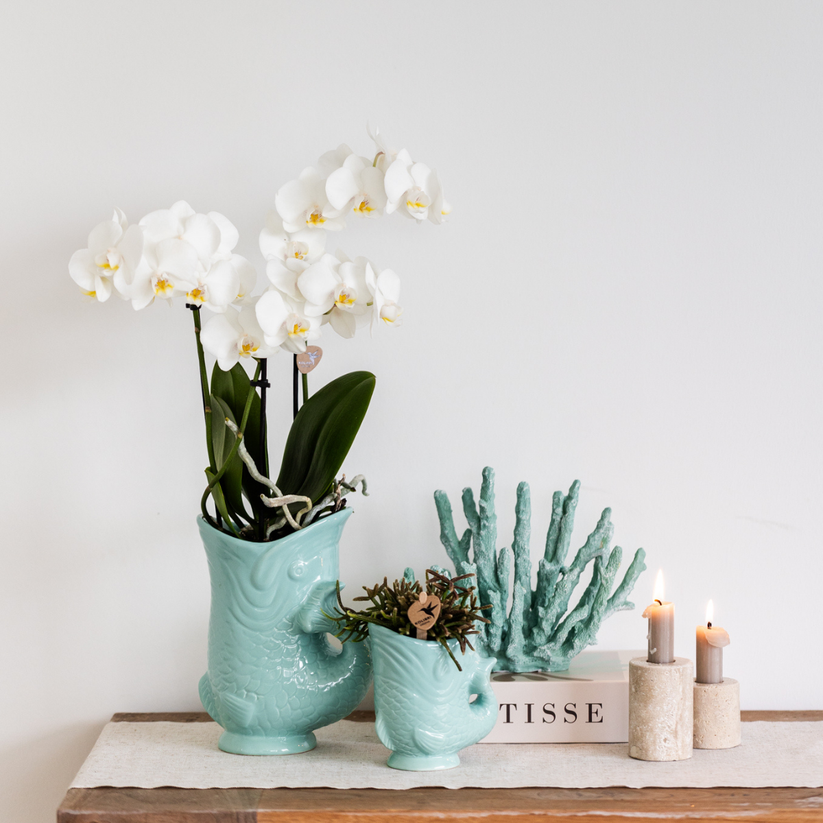 Kolibri Company - Pflanzenset Fish Türkis | Set mit weißer Phalaenopsis Orchidee Amabilis Ø9cm und grüner Sukkulente Crassula Hobbit Ø6cm | Inklusive türkisfarbener Keramik-Ziertöpfe