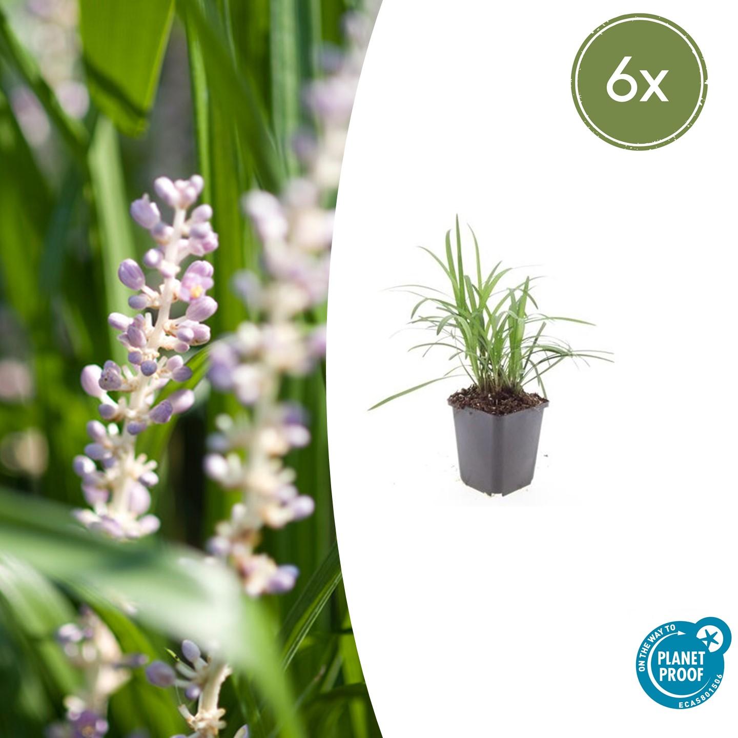 6x Liriope muscari 'Moneymaker' - ↕10-25cm - Ø9cm