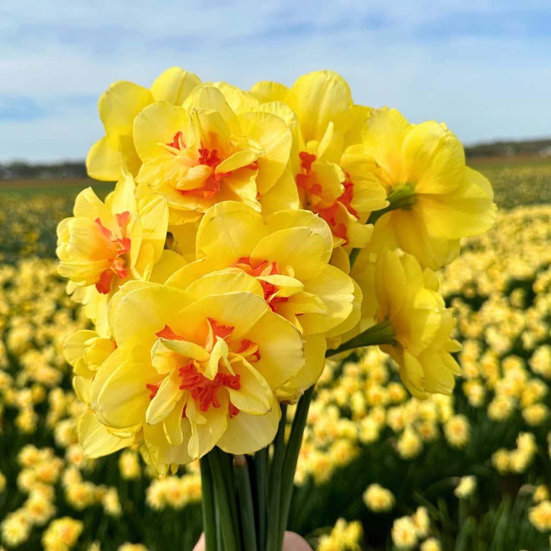 Flowerbulbs Amsterdam - Medium Narcissus Mix - Nachhaltige Vorteilspackung, 50 Blumenzwiebeln f�r 1 m� Blumenpracht - Gr��e 12/14