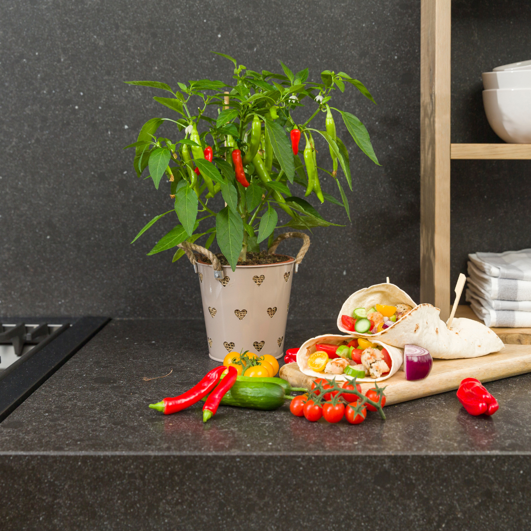 Gemüse pflücken - Rote Paprikapflanze - Ø 14 cm - ↨ 45 cm