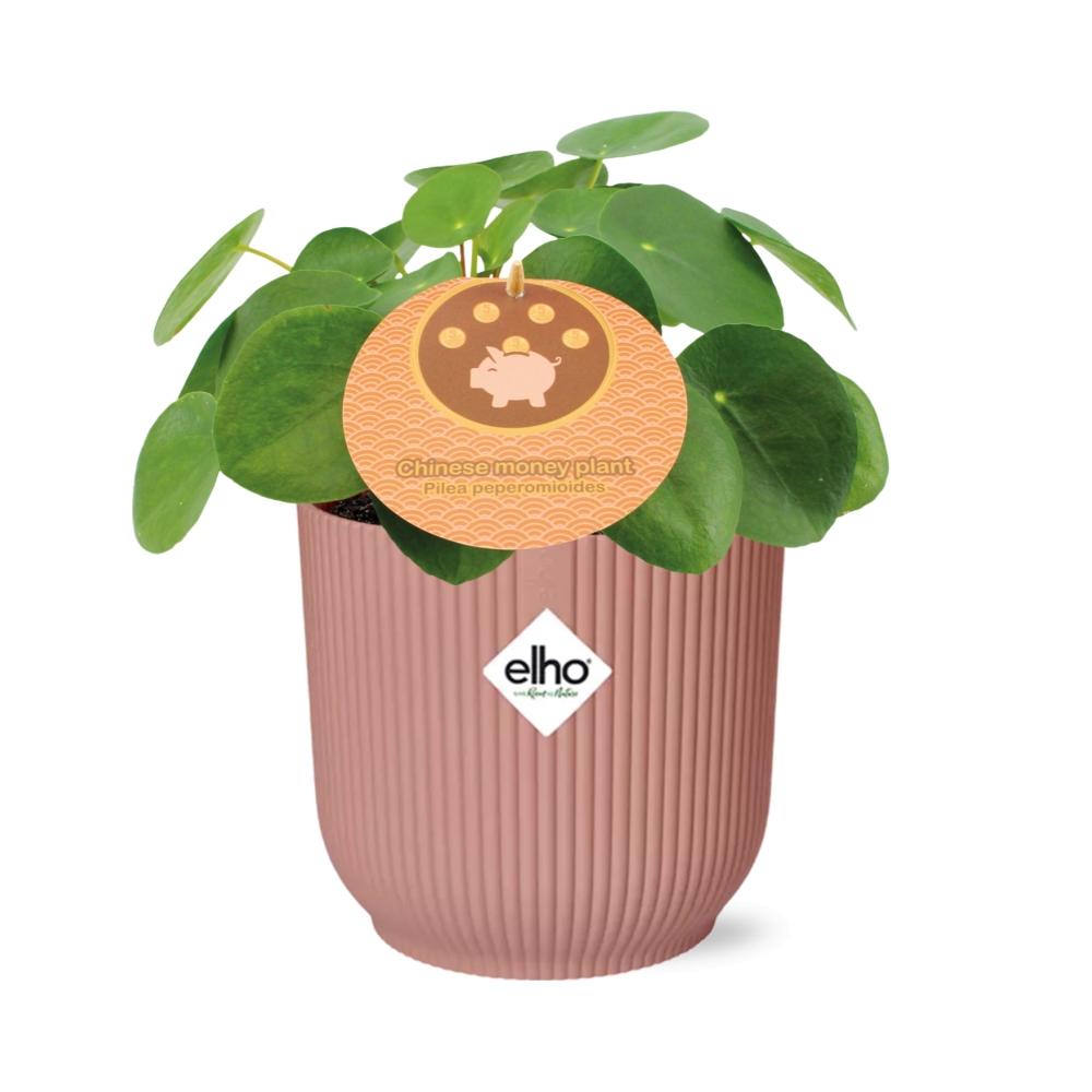 Easter -Pilea Peperomioides 12cm in ELHO Vibes Fold 14cm roze