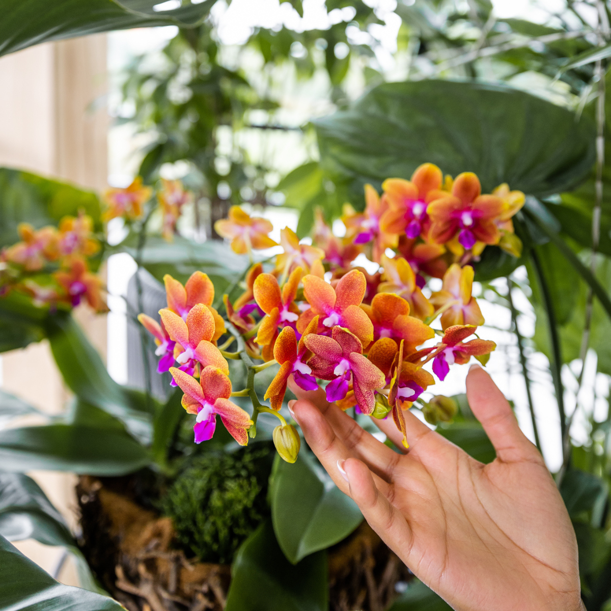Kolibri Orchids | KOMBI ANGEBOT von 4 duftenden orangefarbenen Phalaenopsis-Orchideen - Topfgröße Ø12cm | blühende Zimmerpflanze - frisch vom Züchter