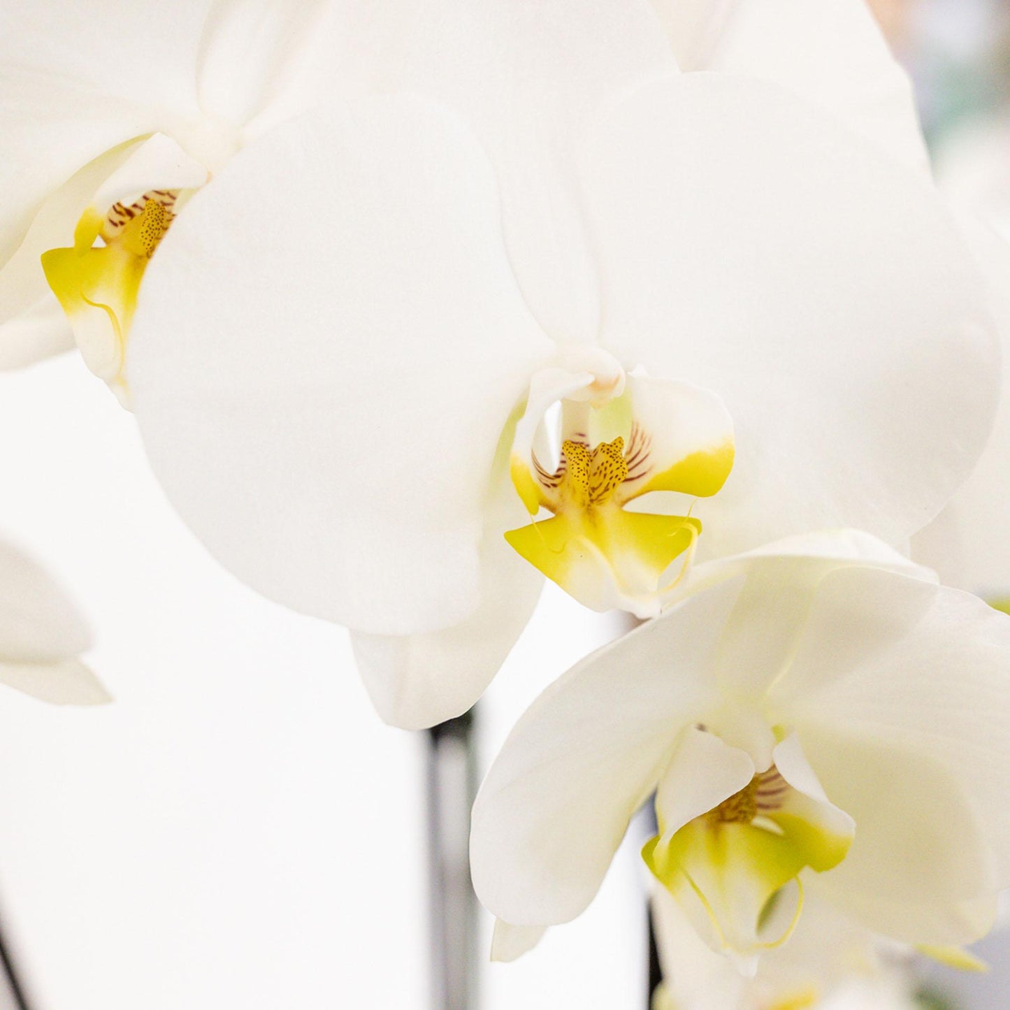 Kolibri Orchids | weißes Pflanzenset im Schilfkorb inkl. Wassertank | drei weiße Orchideen und drei Grünpflanzen | Feldstrauß weiß mit autarkem Wassertank