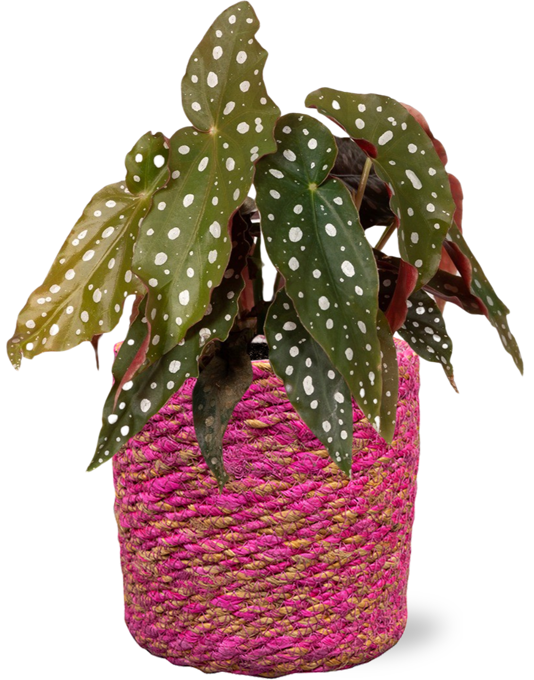 Easter - Begonia Maculata + Mand Malin Roze D12H12cm