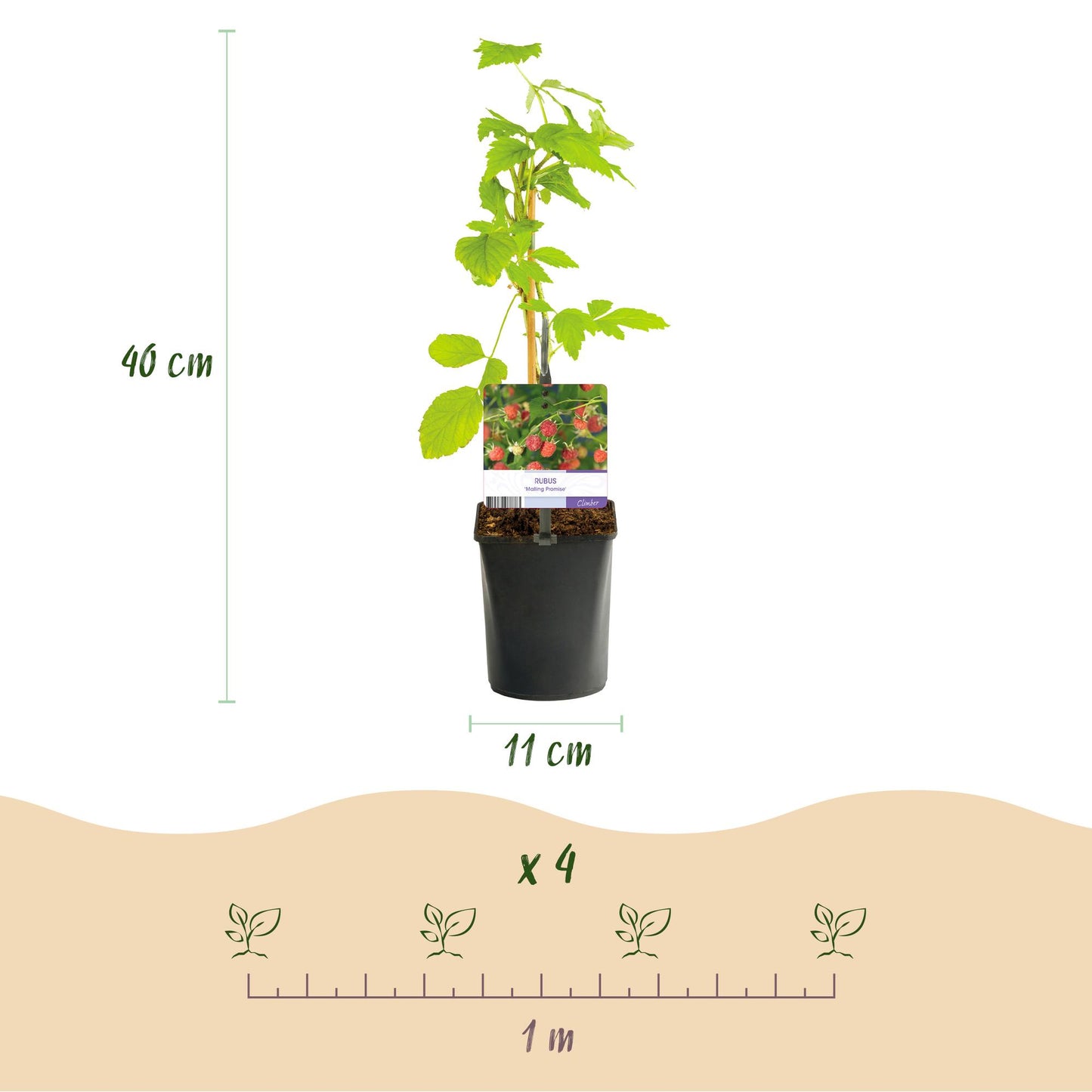 GreenboutiQ - Obstpflanze - Himbeere - Rubus Mailing Promise - Rote Himbeere - 2 Pflanzen - Topf 11cm Höhe 40cm