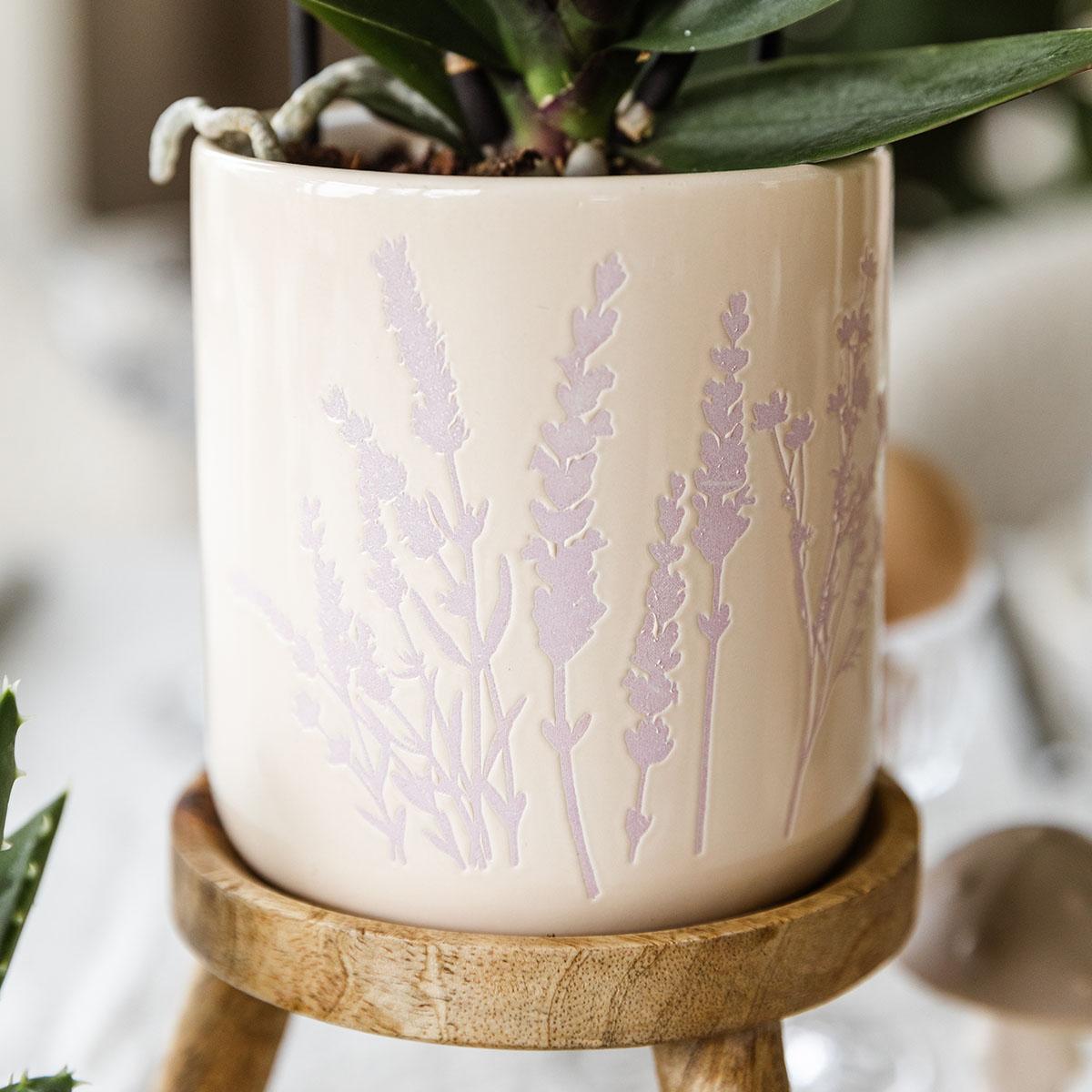 Kolibri Orchids | Rosa Orchidee Andorra + Floral Ziertopf Lavendel – Topfgröße Ø9cm | Blühende Zimmerpflanze – Frisch vom Züchter