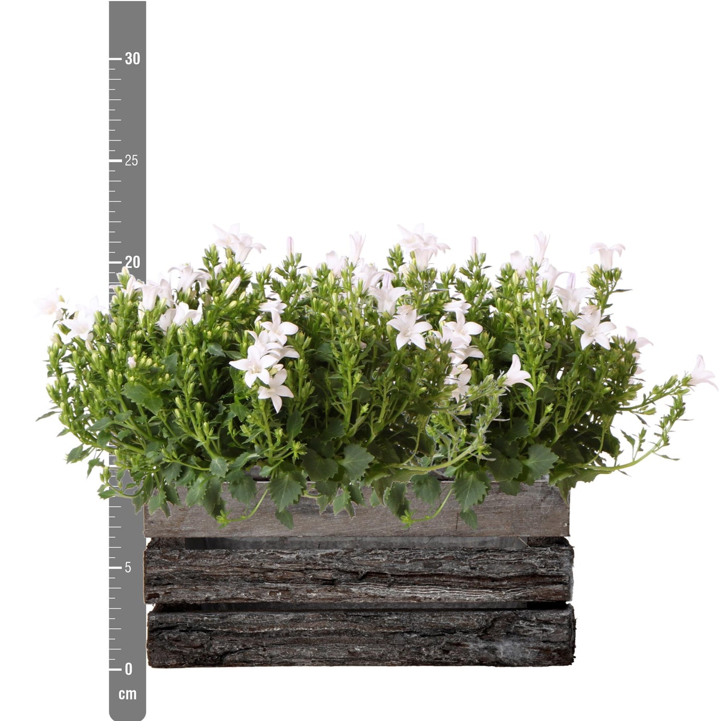 Campanula Addenda Ambella weiß - Holzschale mit 2 Gartenpflanzen - Topfgröße 12cm - mehrjährig - winterhart
