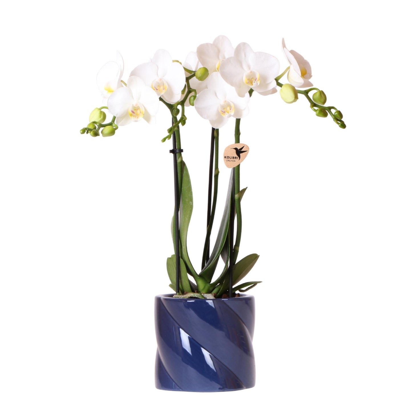 Kolibri Orchids | weiße Amabilis-Orchidee + Candy-Übertopf blau - Topfgröße Ø9cm | blühende Zimmerpflanze - frisch vom Züchter