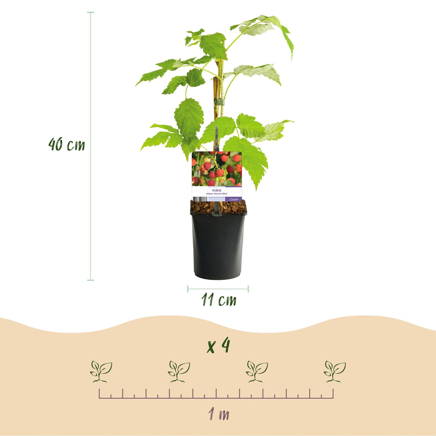 GreenboutiQ - Obstpflanze - Himbeere - Rubus idaeus Autumn Bliss - Rote Himbeere - 2 Pflanzen - Topf 11cm Höhe 40cm