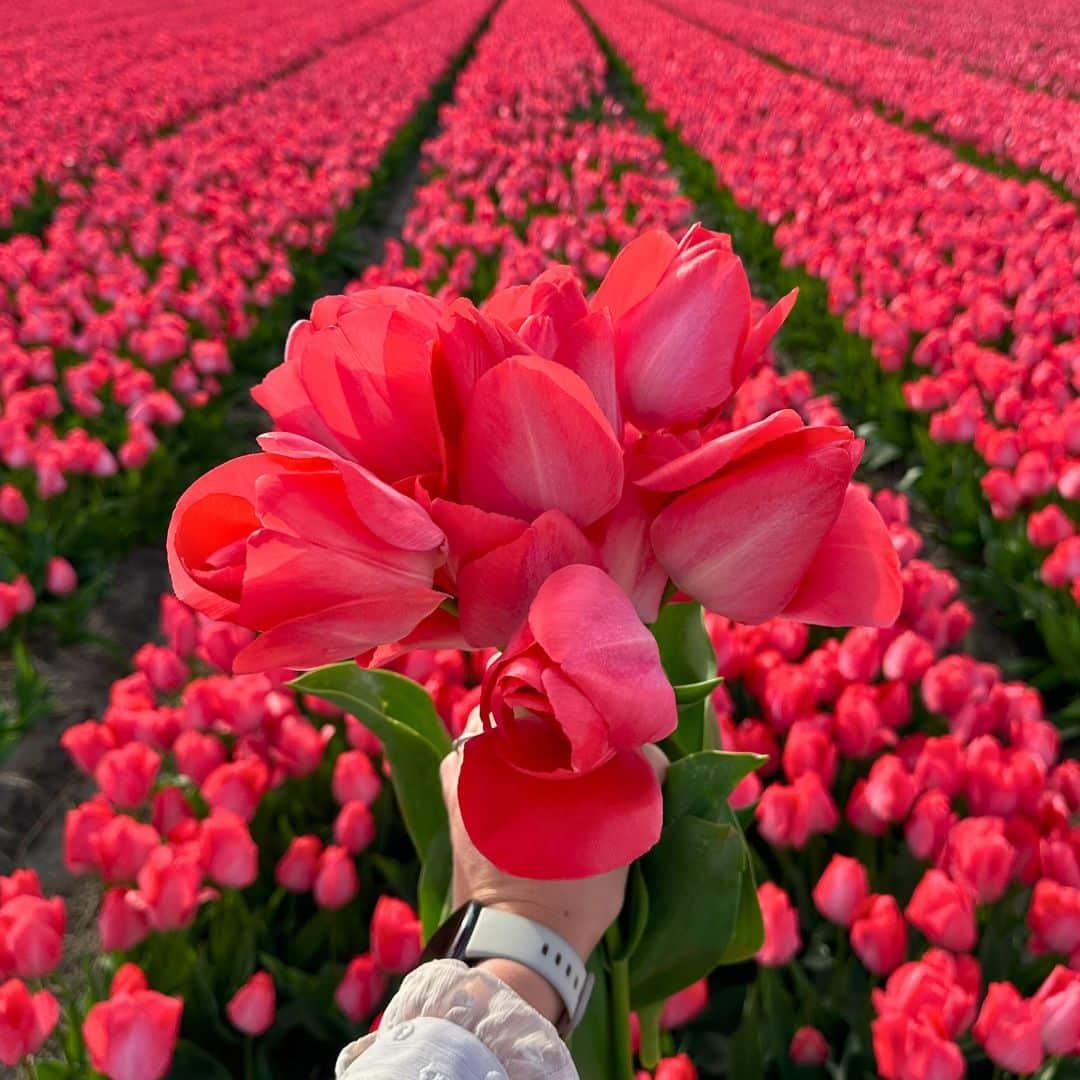 Flowerbulbs Amsterdam - Super Tulip Mix - Nachhaltige Vorteilspackung, 100 Blumenzwiebeln f�r 2,5 m� Blumenpracht - Gr��e 12+