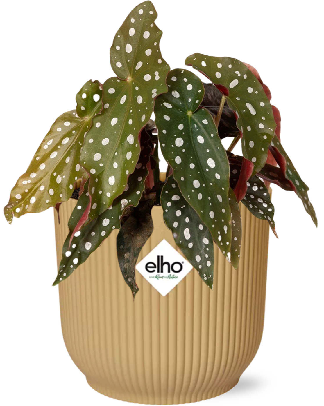 Easter - Begonia Maculata + ELHO Vibes Fold 14cm geel