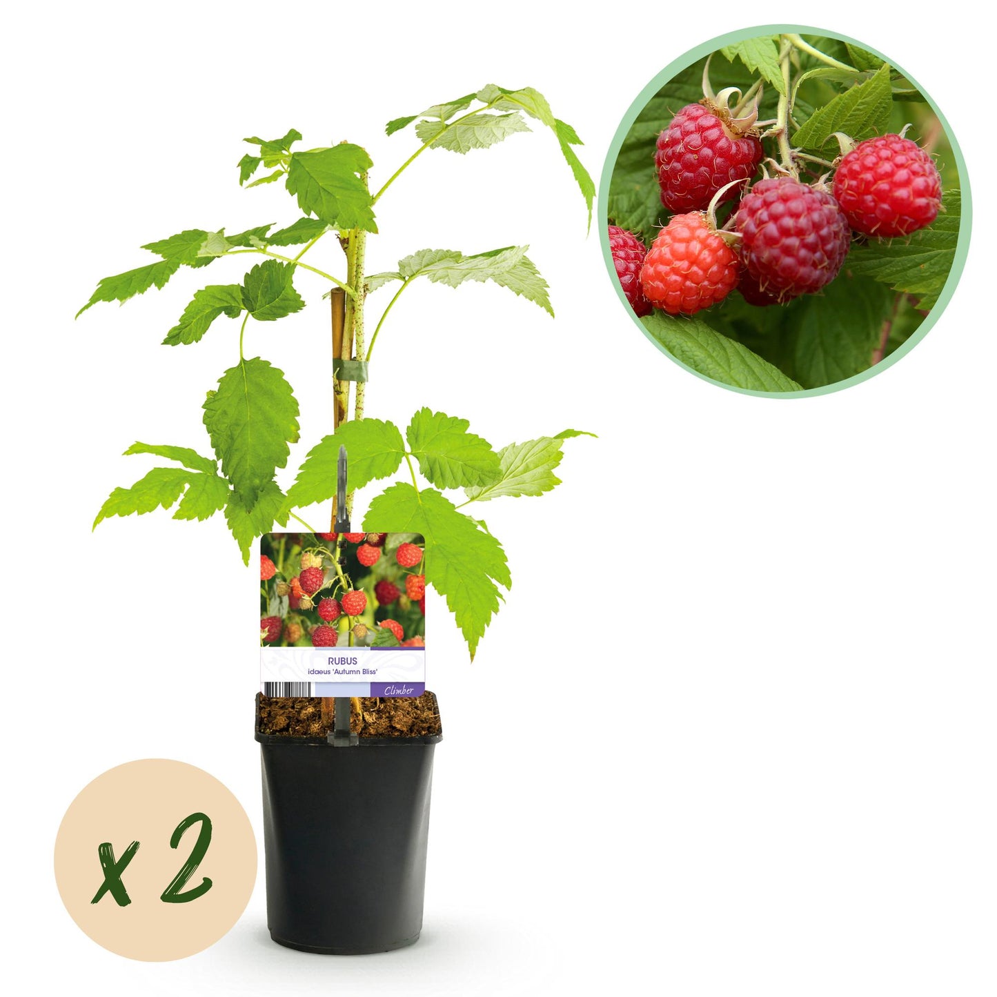 GreenboutiQ - Obstpflanze - Himbeere - Rubus idaeus Autumn Bliss - Rote Himbeere - 2 Pflanzen - Topf 11cm Höhe 40cm