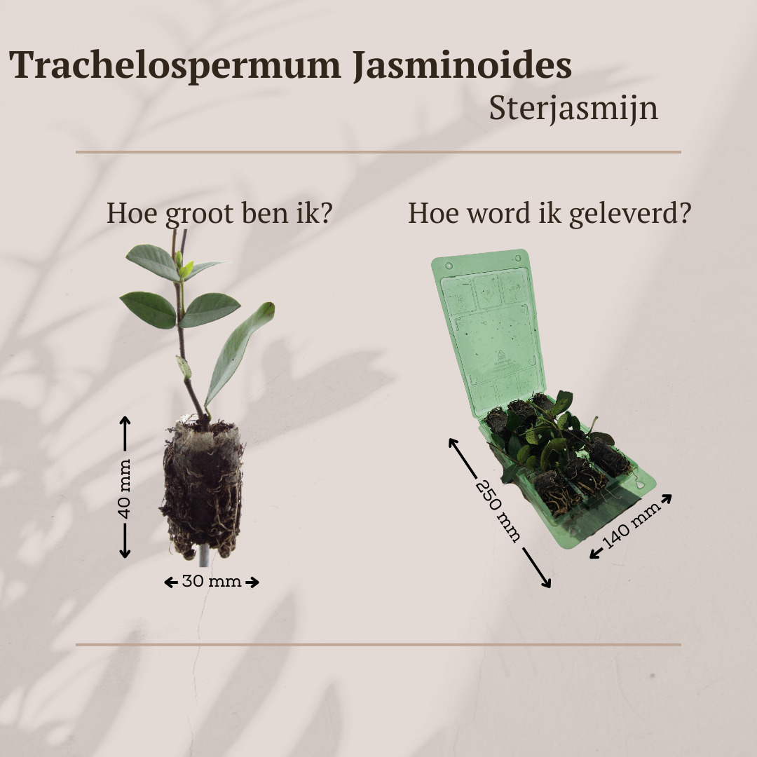 Trachelospermum jasminoides – 6 Jungpflanzen | Pflanzen & Genießen Sie den Duft des Jasmins