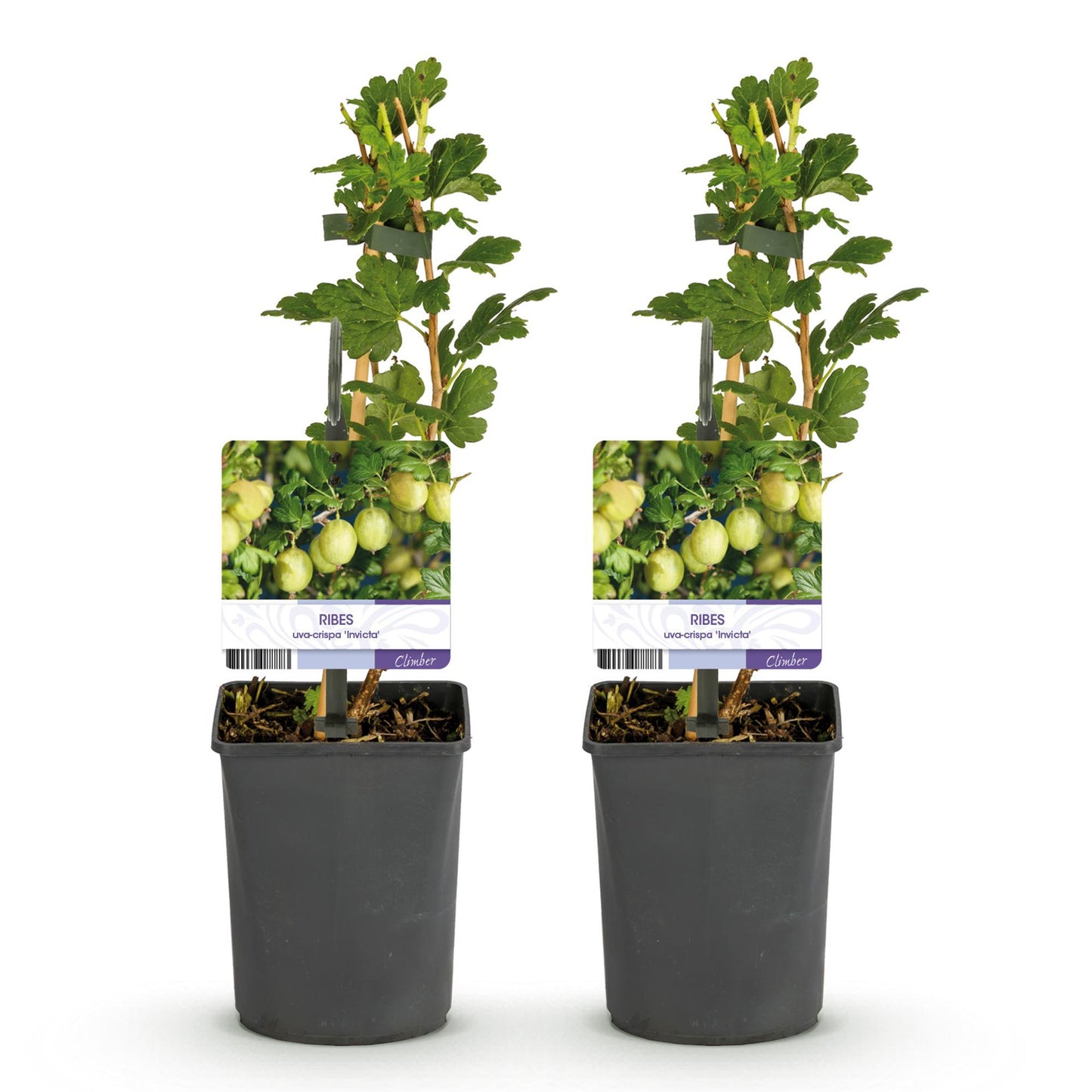 GreenboutiQ - Obstpflanze - Stachelbeere - Ribes uva-crispa Invicta - Grune Beere - 2 Pflanzen - Topf 11cm Höhe 40cm