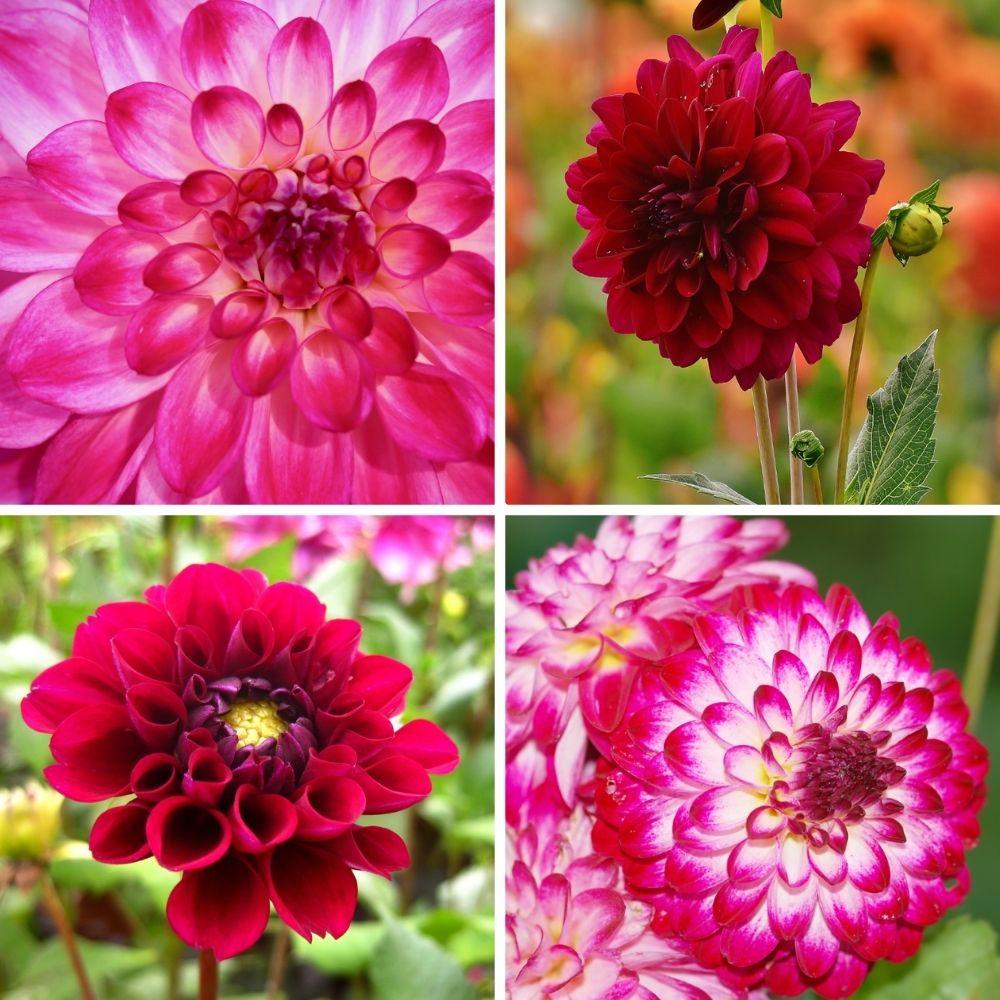 Flowerbulbs Amsterdam - Mix Outdoor Happiness, 6 Dahlien Little Robert & 6 Dahlien Heatwave knollen für 2 m²