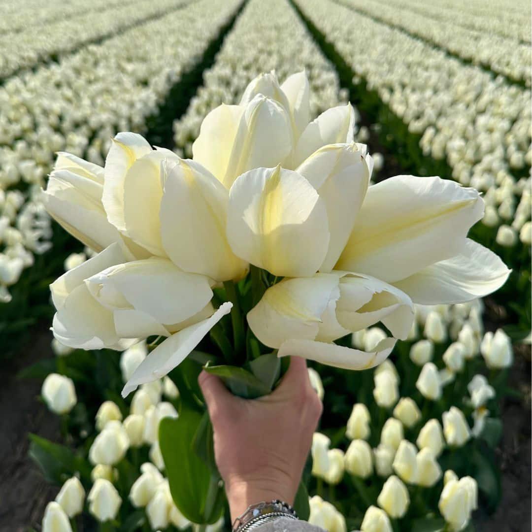 Flowerbulbs Amsterdam - Super Tulip Mix - Nachhaltige Vorteilspackung, 100 Blumenzwiebeln f�r 2,5 m� Blumenpracht - Gr��e 12+