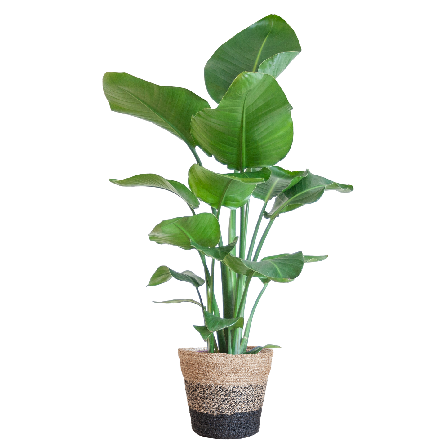 Die Strelitzia Nicolai mit dem schwarzen Lissabon-Korb. - 80cm - Ø19