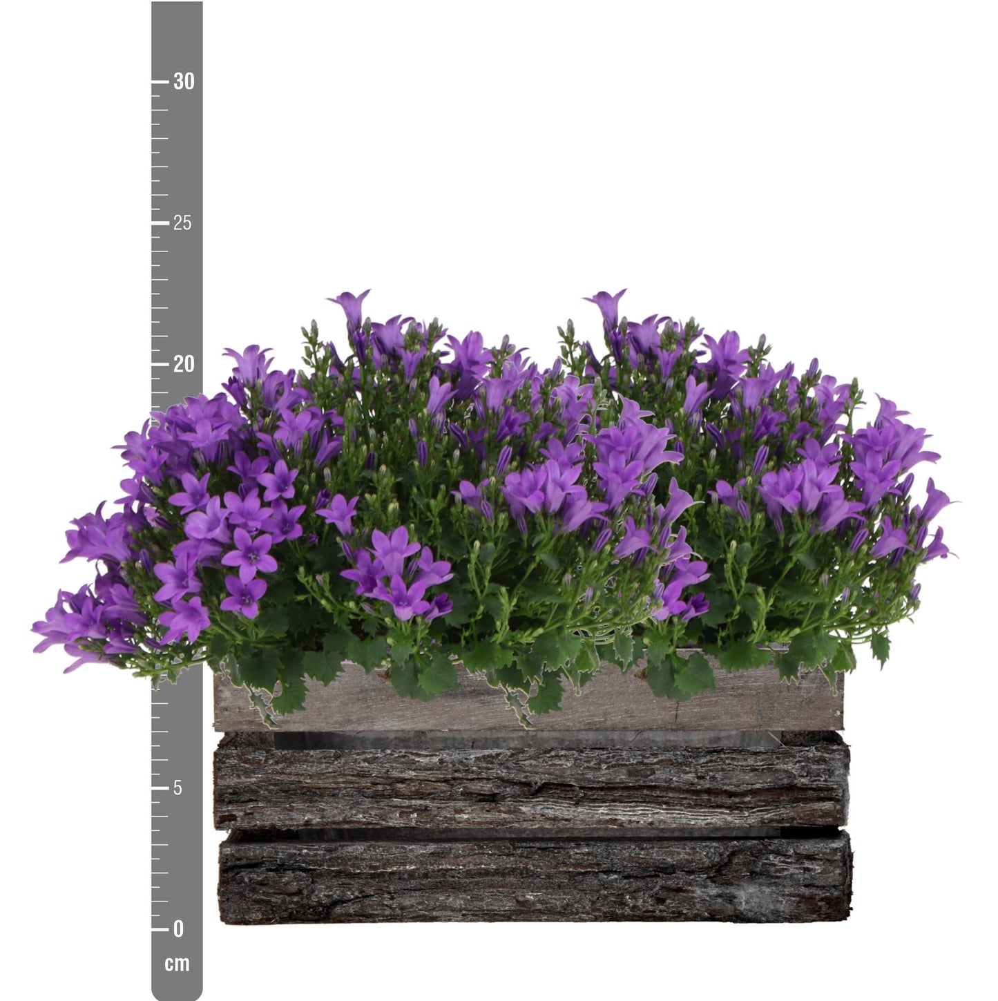 Campanula Addenda Ambella Intensives Lila - Holzschale mit 2 Gartenpflanzen - Topfgröße 12cm - mehrjährig - winterhart