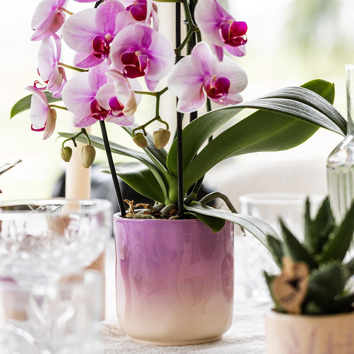 Kolibri Home | Gradience Übertopf - Pink - Ø9cm