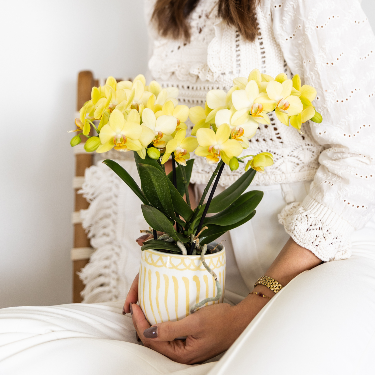 Kolibri Orchids | Gelbe Phalaenopsis Orchidee - Albenga - Topfgröße Ø9cm | Blühende Zimmerpflanze - Frisch vom Züchter
