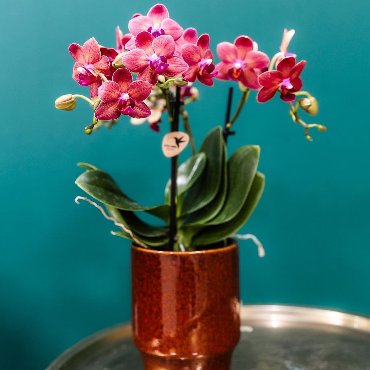 Kolibri Orchids | rote Phalaenopsis-Orchidee - Congo + Classy red- Topfgröße Ø9cm | blühende Zimmerpflanze - frisch vom Züchter