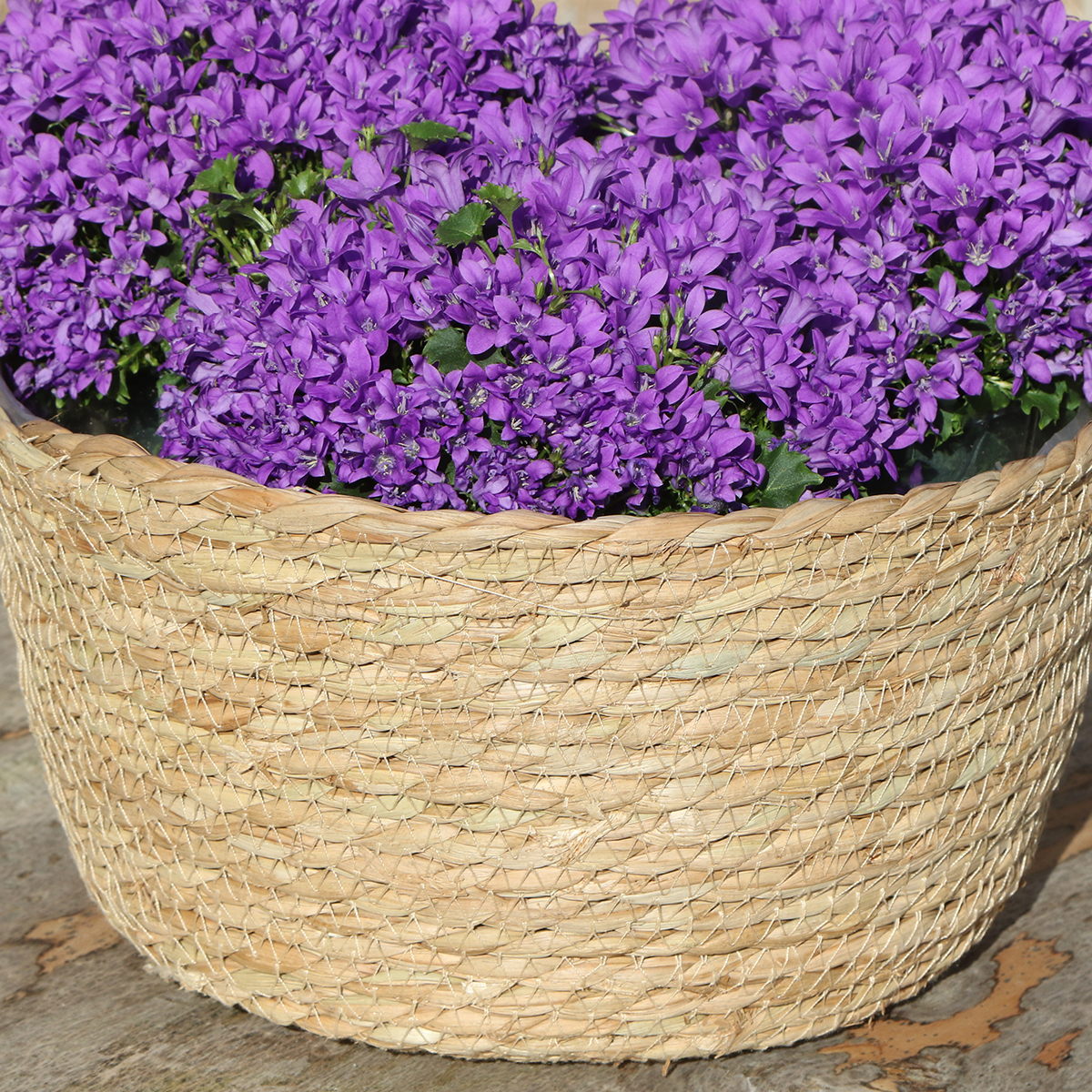 Campanula Addenda Ambella Intense purple - Weidenschale mit Campanula mit Bewässerungssystem - 3 Stück - Glockenblume lila - Topfgröße 12cm - indoor & outdoor