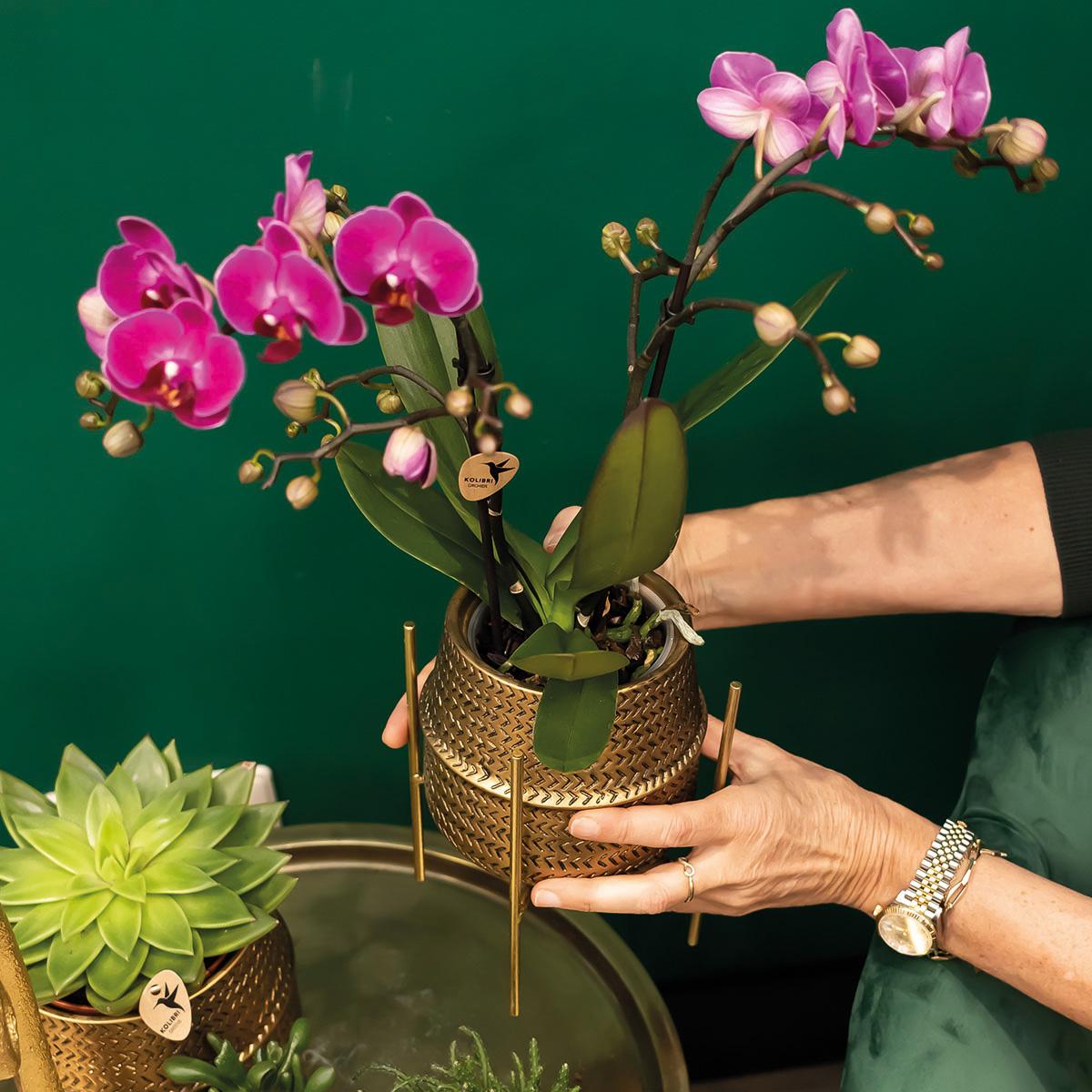 Kolibri Orchids | Lila Phalaenopsis Orchidee - Morelia + Groove Ziertopf gold - Topfgröße Ø9cm - 35cm hoch | blühende Zimmerpflanze - frisch vom Züchter