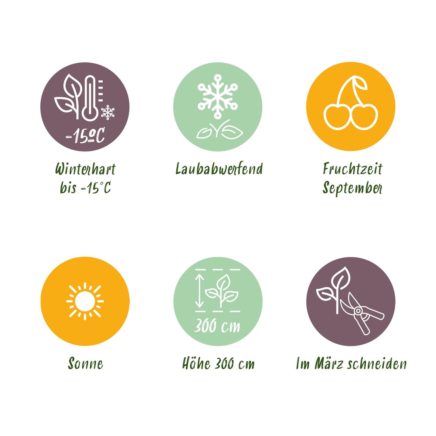 GreenboutiQ - Obstpflanze - Lila & Weiße Traube - Vitis vinifera Vanessa & Himrod - Kernlos - 2 Pflanzen - Topf 15cm Höhe 50cm