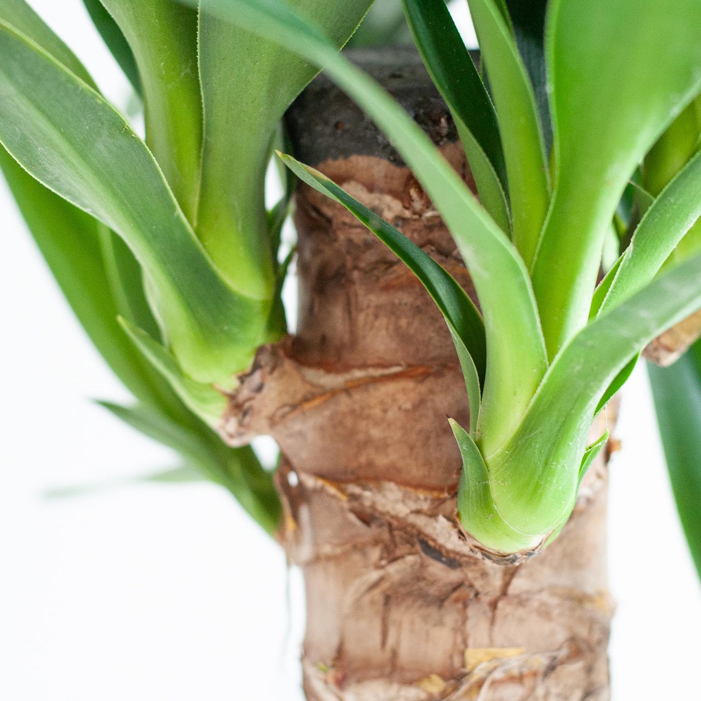 Dracaena Janet Lindt mit Sofia-Korb natur - 95cm - Ø21