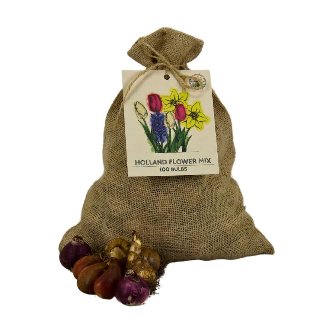 Flowerbulbs Amsterdam - Super Holland Mix - Nachhaltige Vorteilspackung, 100 Blumenzwiebeln f�r 2,5 m� Blumenpracht - Gr��e 12+