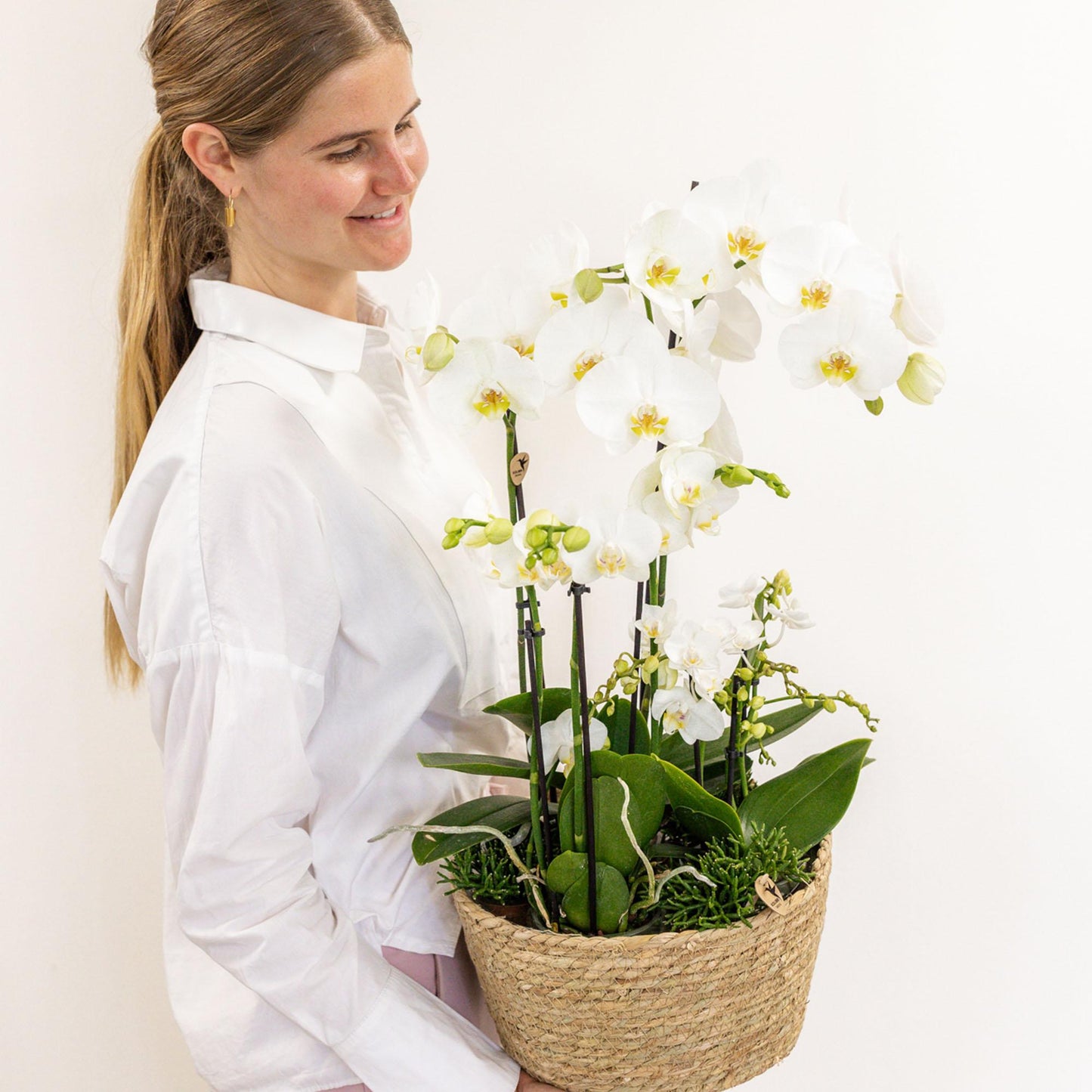Kolibri Orchids | weißes Pflanzenset im Baumwollkorb inkl. Wassertank | drei weiße Orchideen und drei Grünpflanzen | Feldstrauß weiß mit autarkem Wassertank