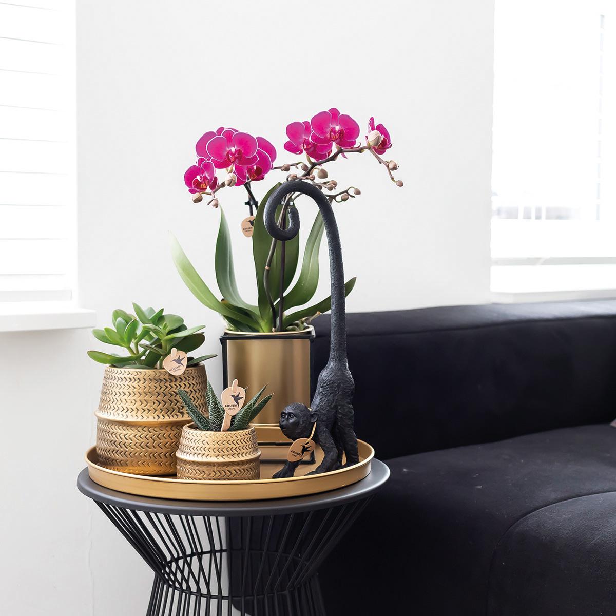 Kolibri Orchids | Lila Phalaenopsis Orchidee - Morelia + Groove Ziertopf gold - Topfgröße Ø9cm - 35cm hoch | blühende Zimmerpflanze - frisch vom Züchter