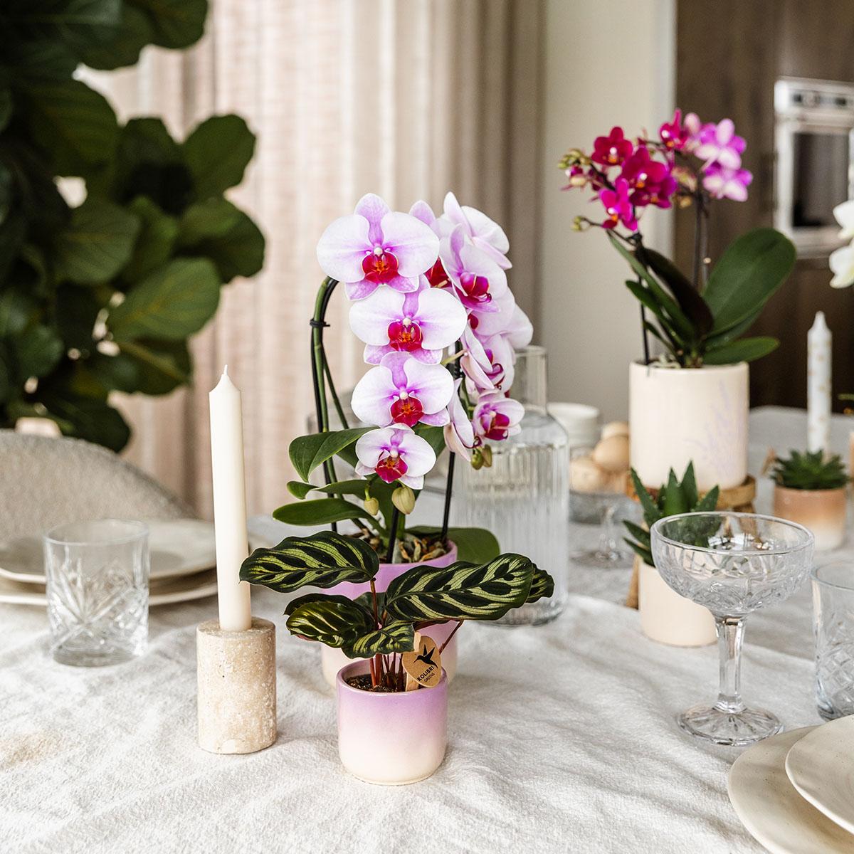 Kolibri Home | Gradience Übertopf - Pink - Ø9cm