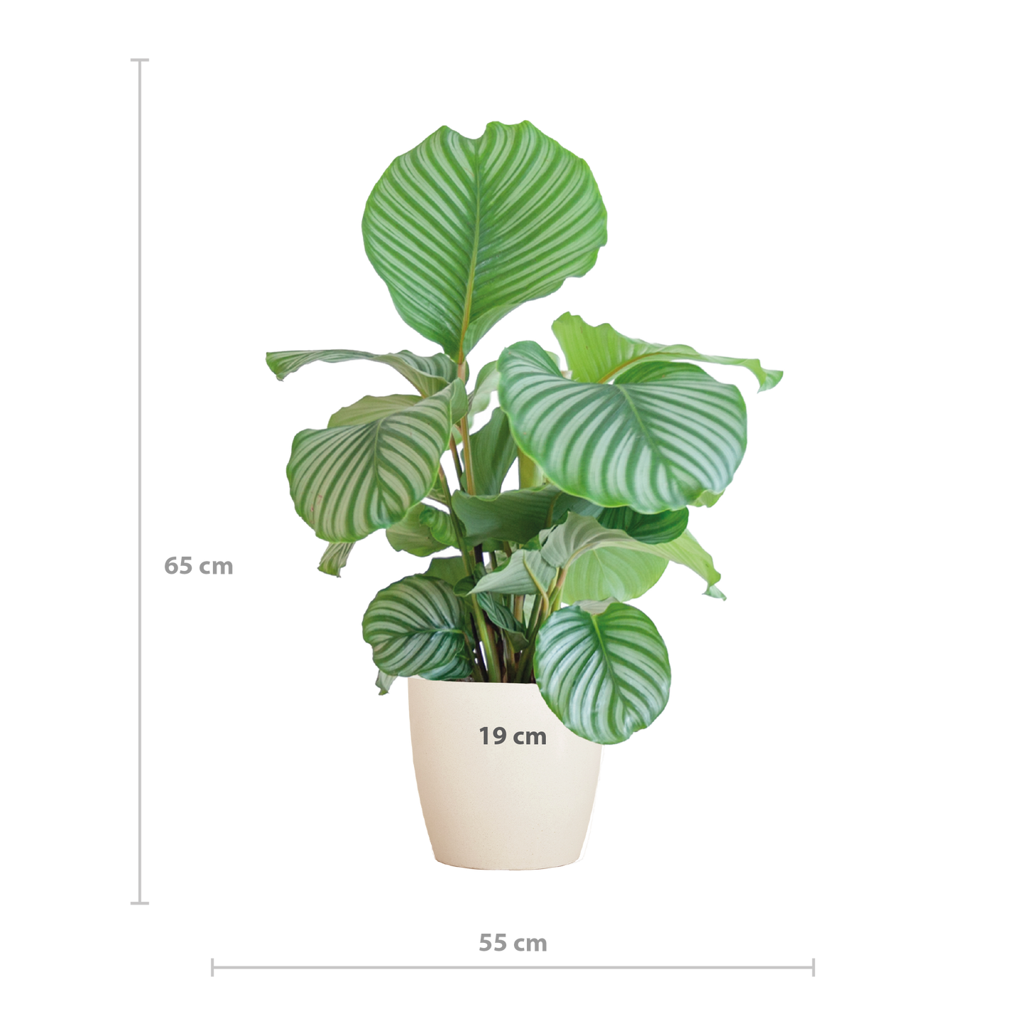 Calathea Orbifolia mit Viber Weiß - 65cm - Ø21