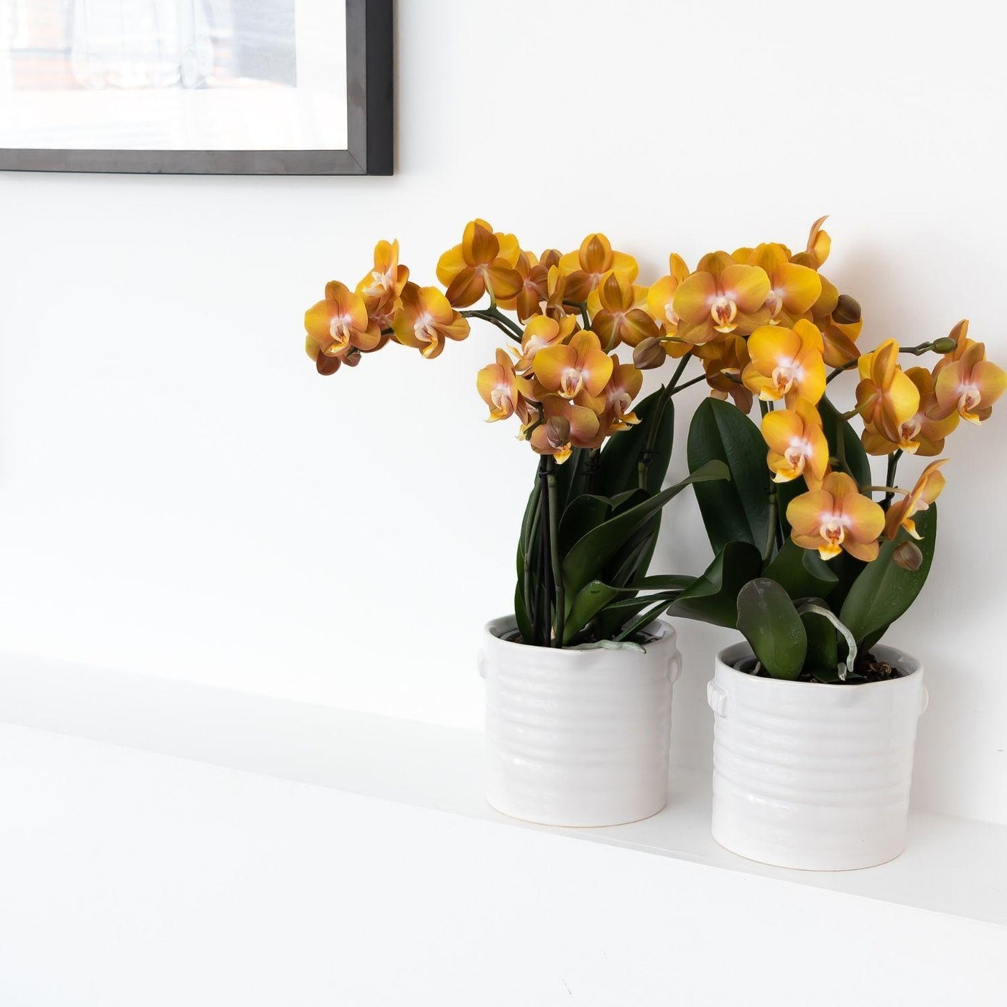 Kolibri Orchideen | Orange-goldene Phalaenopsis-Orchidee - Jewel Las Vegas - Topfgröße Ø12cm | blühende Topfpflanze - frisch vom Züchter