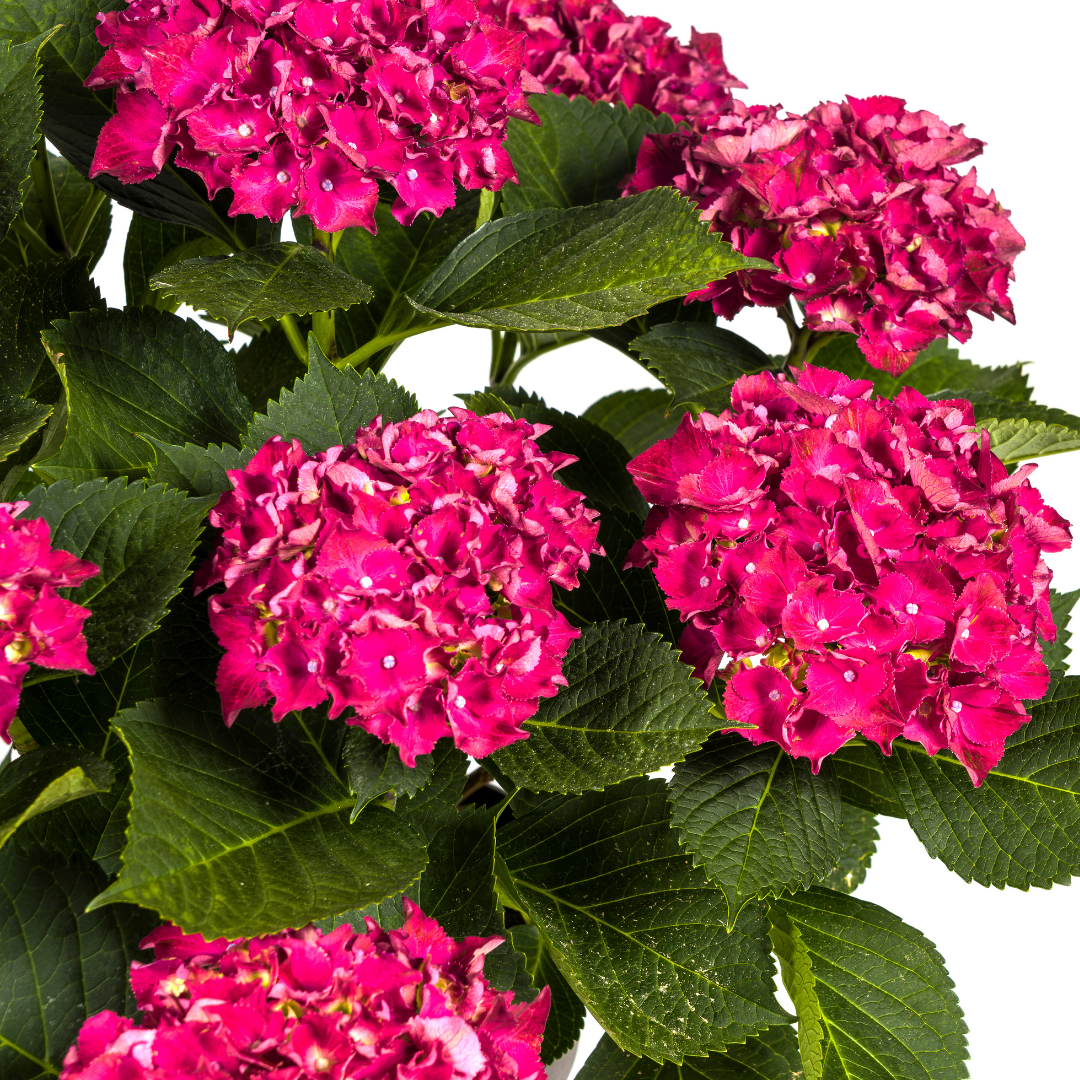 Hydrangea macrophylla Red Ø24cm - ↕70 - 80cm