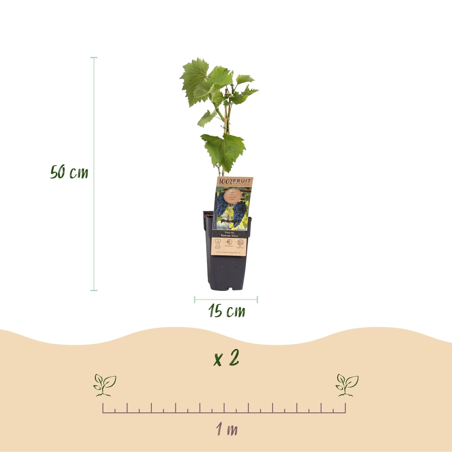 GreenboutiQ - Obstpflanze - Blaue Traube - Vitis vinifera Boskoop Glory - 2 Pflanzen - Topf 15cm Höhe 50cm