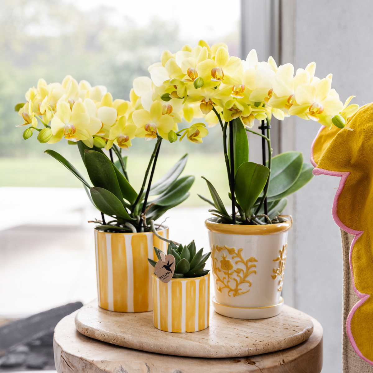 Kolibri Orchids | Gelbe Phalaenopsis Orchidee - Albenga - Topfgröße Ø9cm | Blühende Zimmerpflanze - Frisch vom Züchter