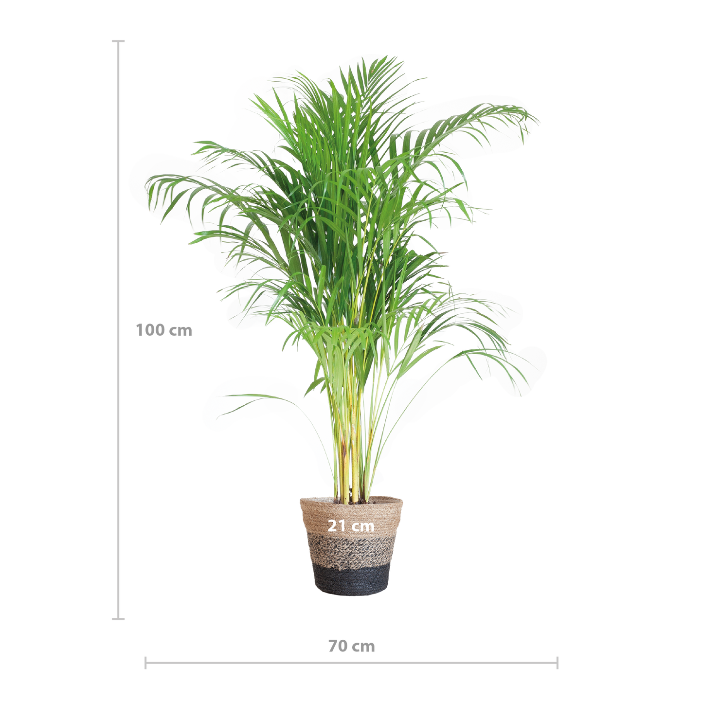 Areca Palm (Dypsis) mit Lissabon-Korb Schwarz - 100cm - Ø21