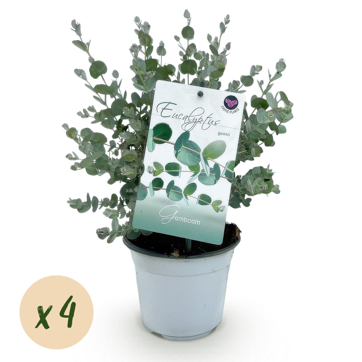 GreenboutiQ - Terrassenpflanze - Eukalyptusbaum - Eukalyptus gunnii - Grau - 4 Pflanzen - Winterhart - Topf 14cm Höhe 30cm