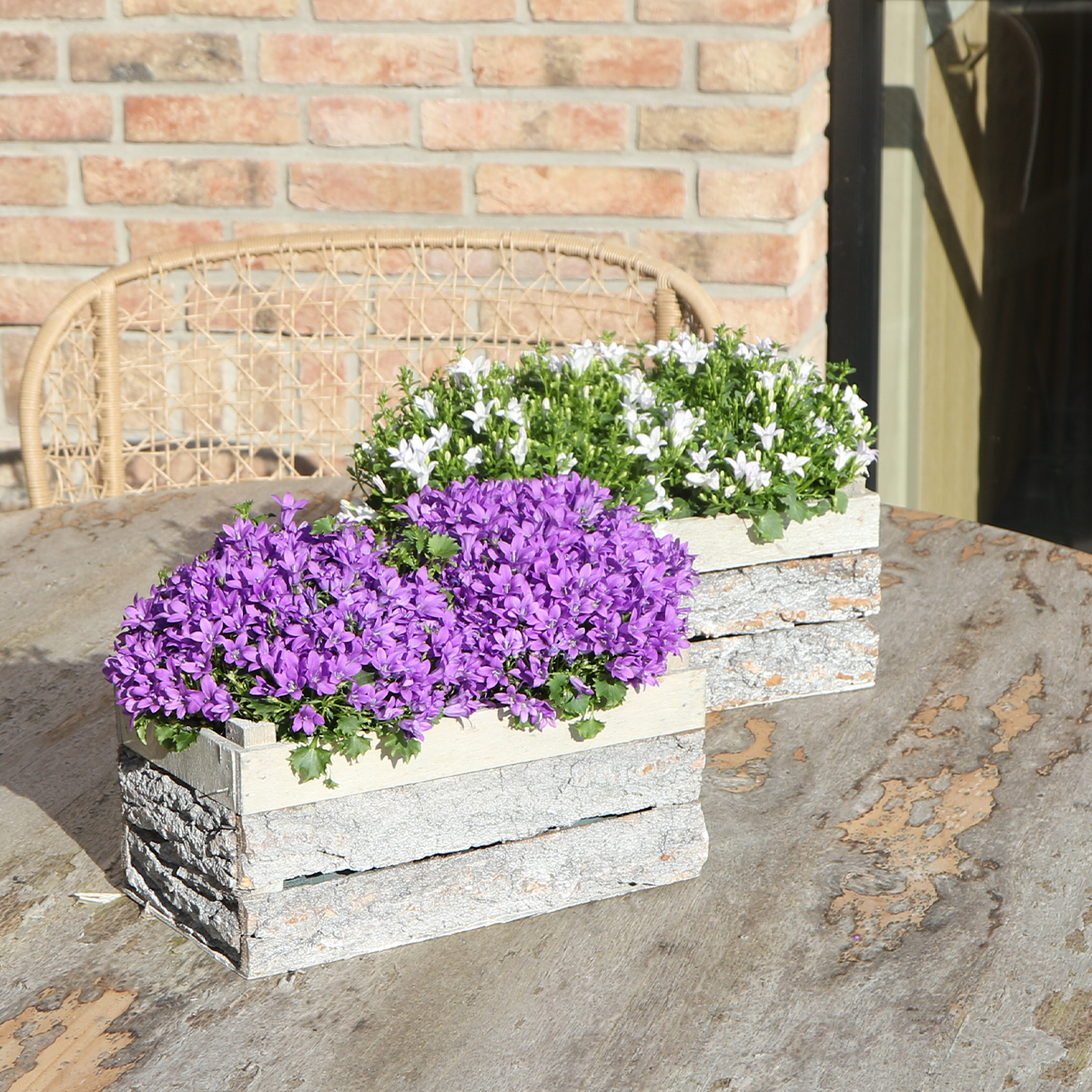 Campanula Addenda Ambella Intensives Lila - Holzschale mit 2 Gartenpflanzen - Topfgröße 12cm - mehrjährig - winterhart