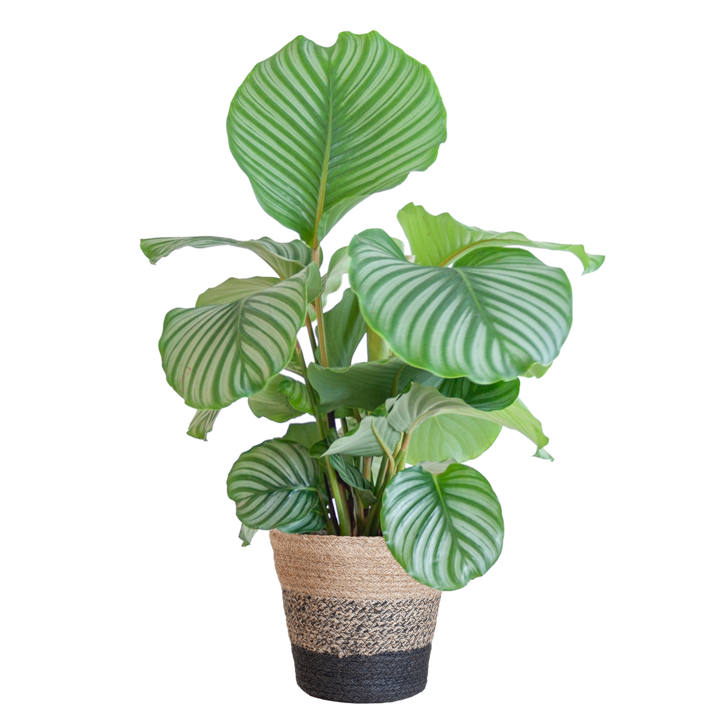 Calathea Orbifolia mit Lissabon-Korb schwarz - 65cm - Ø21