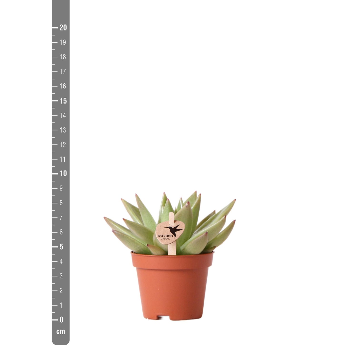 Kolibri Greens | Groene Pflanze - Sukkulente Echeveria Miranda - Blumenerde Ø6cm - grüne Zimmerpflanze - frisch aus der Gärtnerei